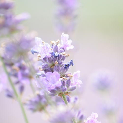 lavender-flower-buds